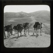 Böhl glass slide 61./1527